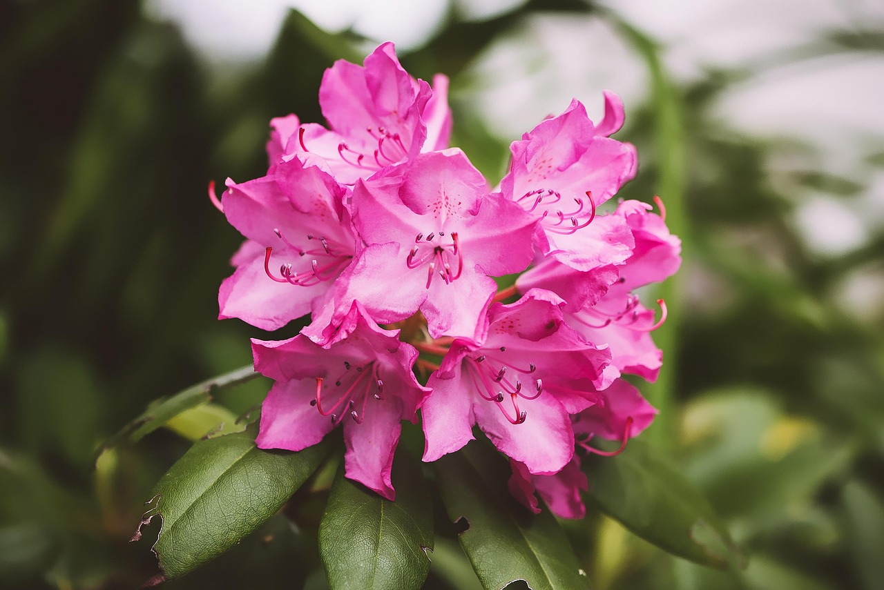 四季适合种在院子的花〃适合庭院种植的四季花卉 四季适合种在院子的花〃适合庭院种植的四季花卉