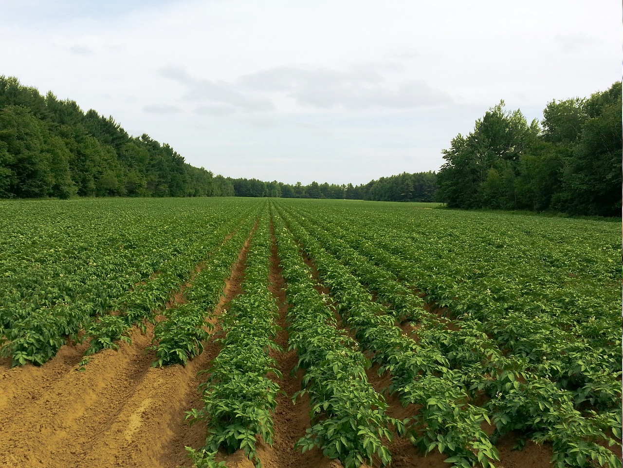 “刚挖出的黑土豆可以马上接着种植吗-	” 刚挖出的黑土豆可以马上接着种植吗视频？