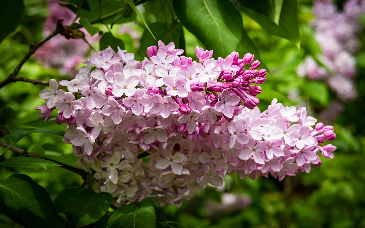 “丁香为什么被叫做是愁怨花” 丁香花为什么象征忧愁？