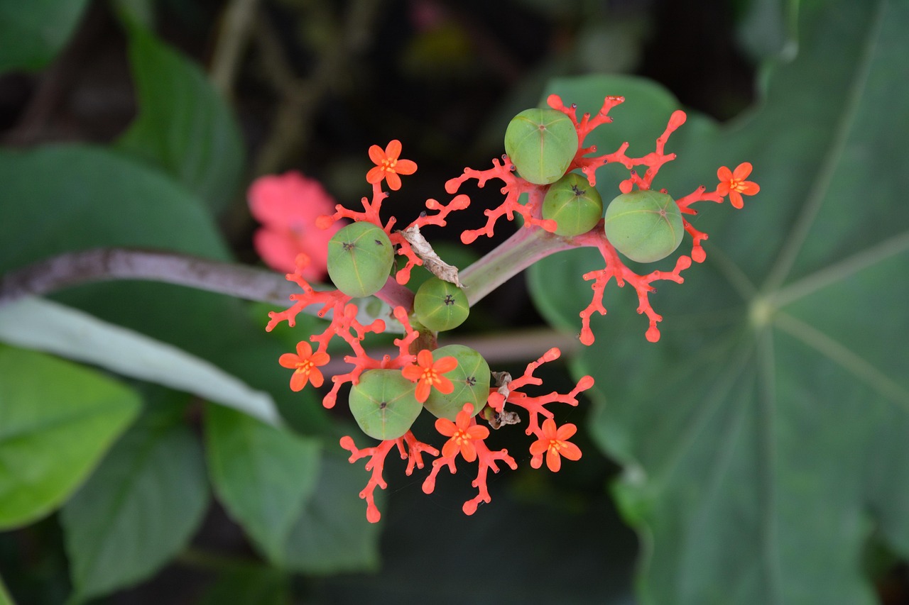 裸子植物有花和果实吗〃裸子植物代表植物 裸子植物有花和果实吗〃裸子植物代表植物