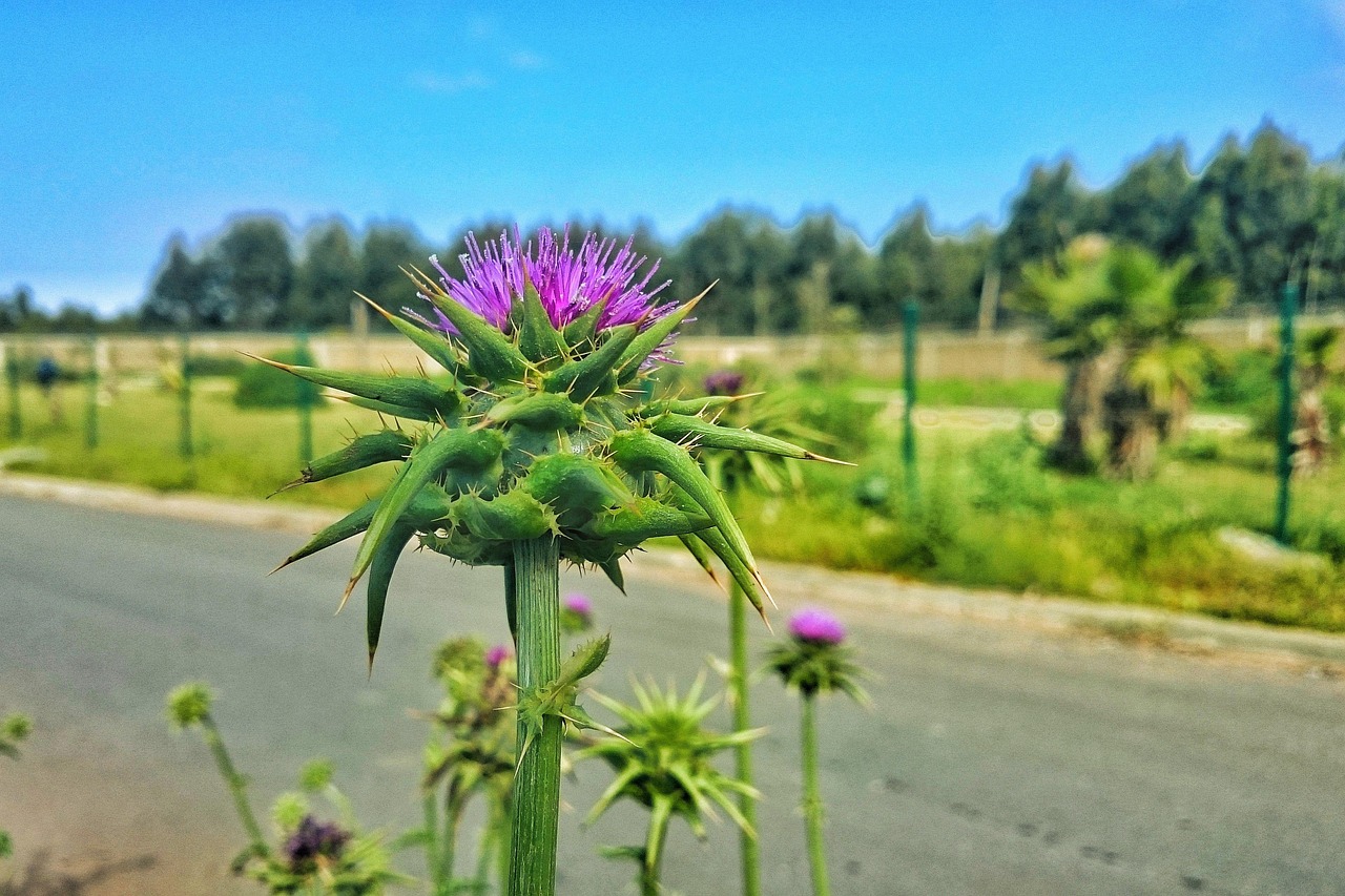 “求植物的学名” 植物的学名是什么意思？