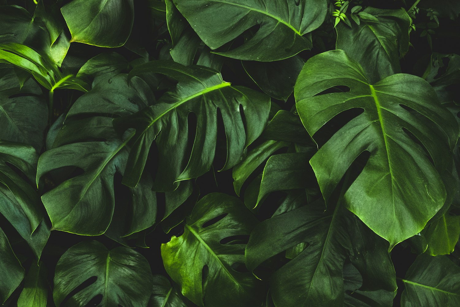 生物圈有哪些绿色植物〃生物圈中的植物