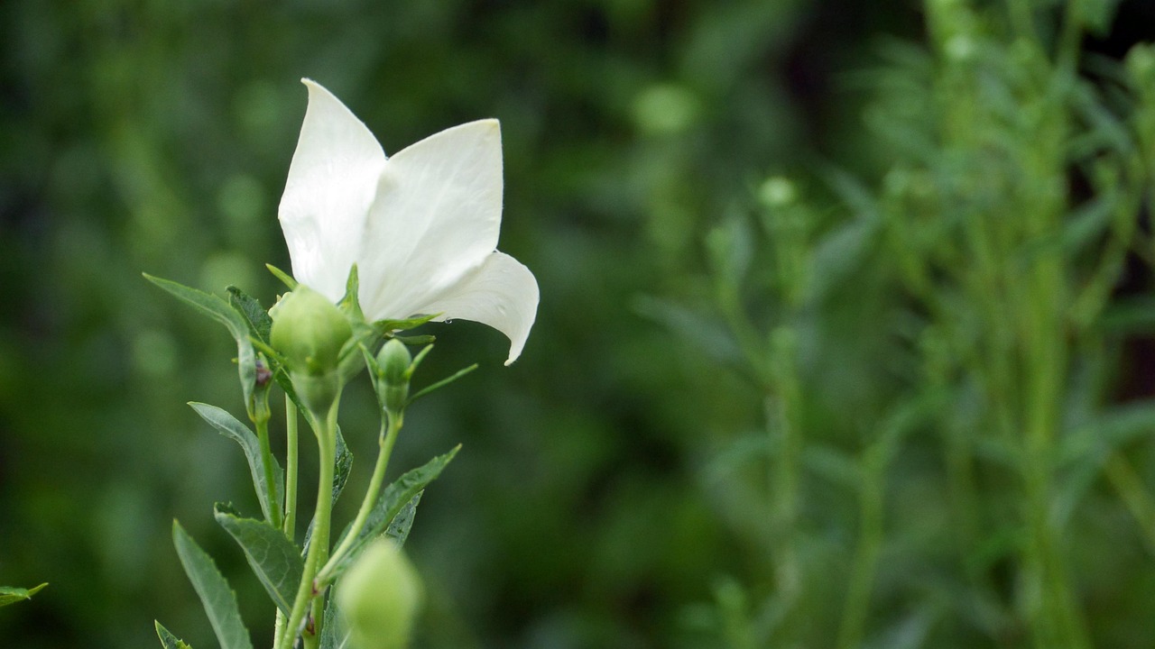 「四种常见花朵的花名和特点有哪些？」〃各种花的名称