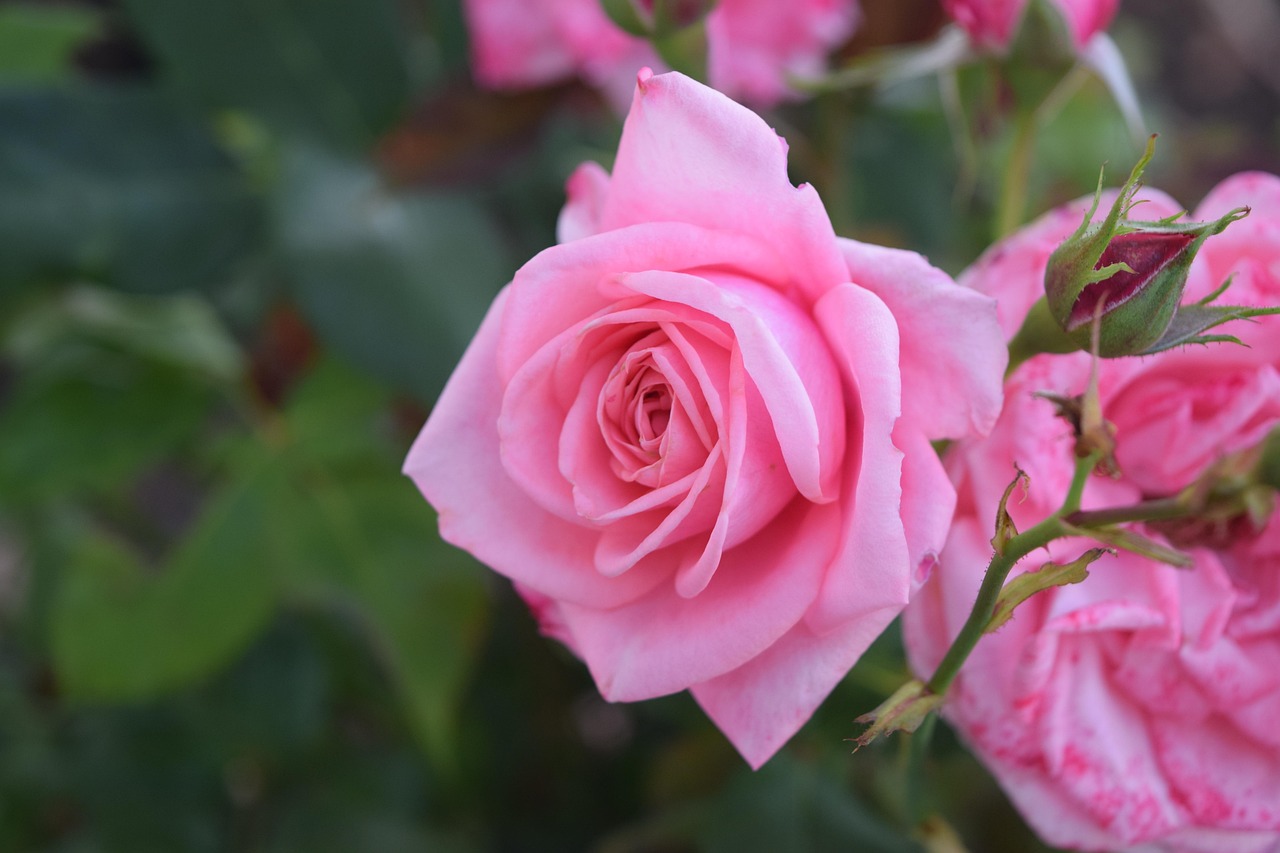 粉红色玫瑰33朵的花语是什么？.33朵粉色玫瑰花的寓意和花语