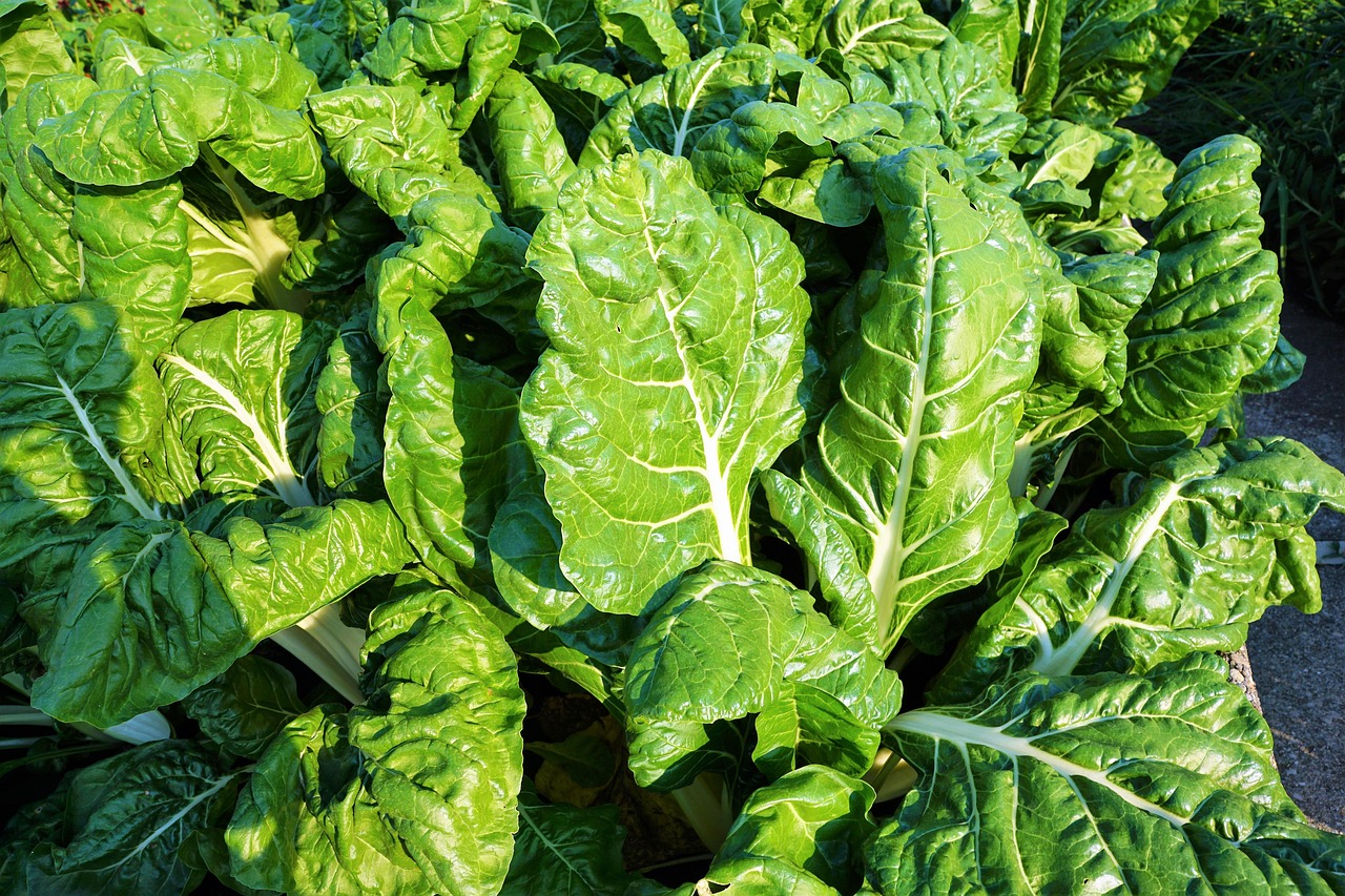 “万年青蔬菜的营养价值” 万年青蔬菜图片？