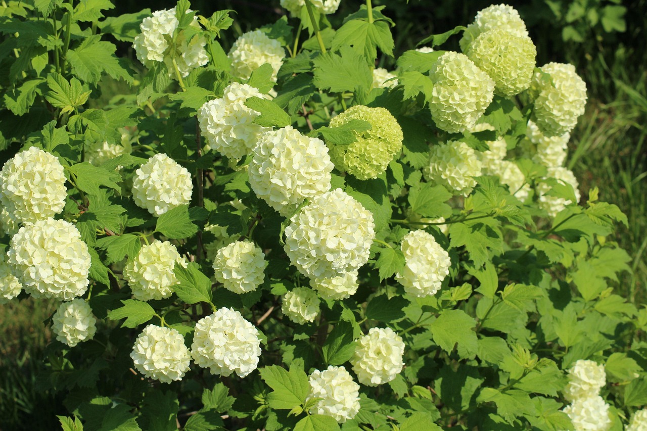 「常见园林植物0种」〃常见园林绿化植物