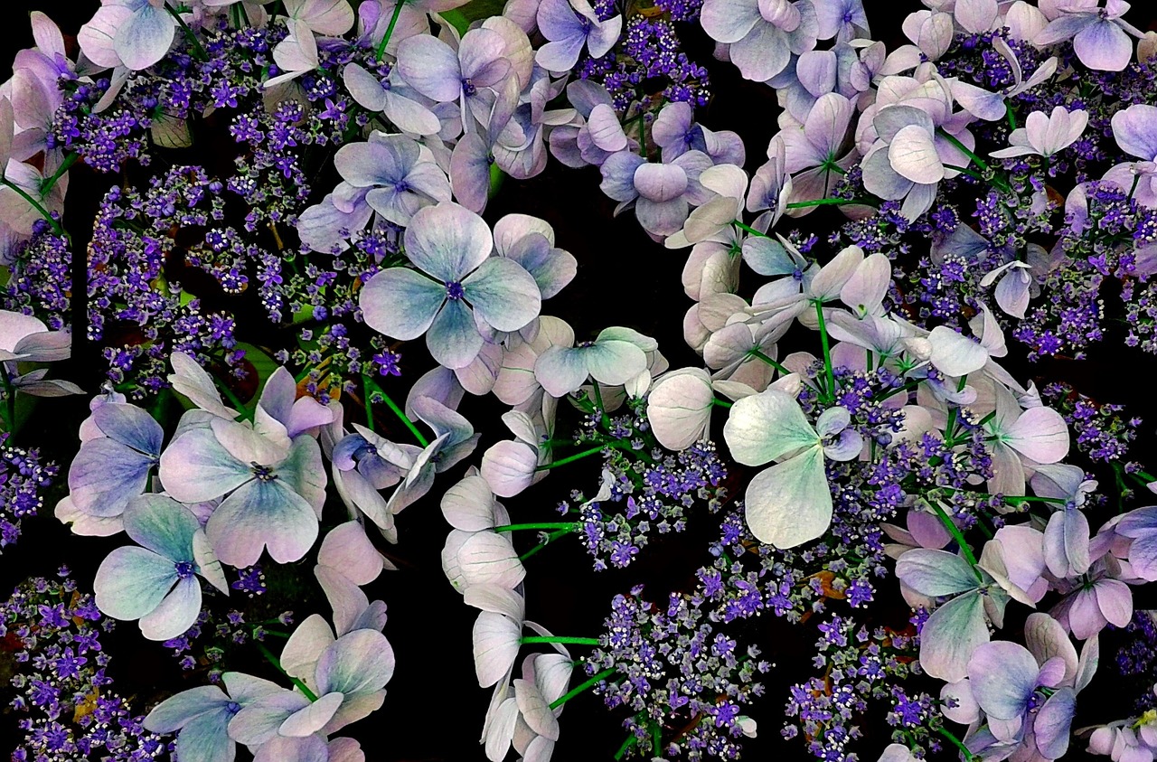 【室内养什么花比较好旺财十种旺财植物介绍/室内养什么花比较好旺财又好养】 【室内养什么花比较好旺财十种旺财植物介绍/室内养什么花比较好旺财又好养】