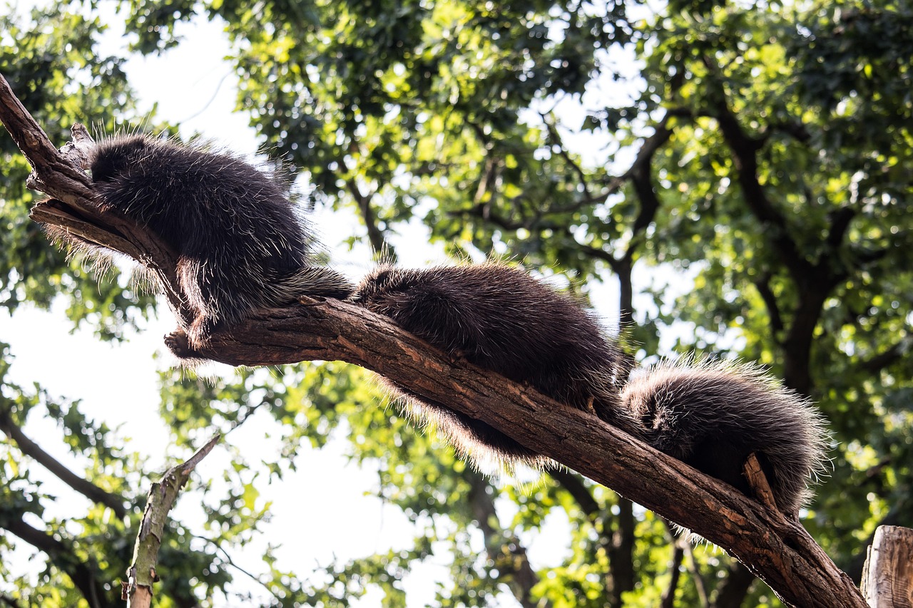 疯狂动物园长城隐藏动物〃疯狂动物园长城地图解锁