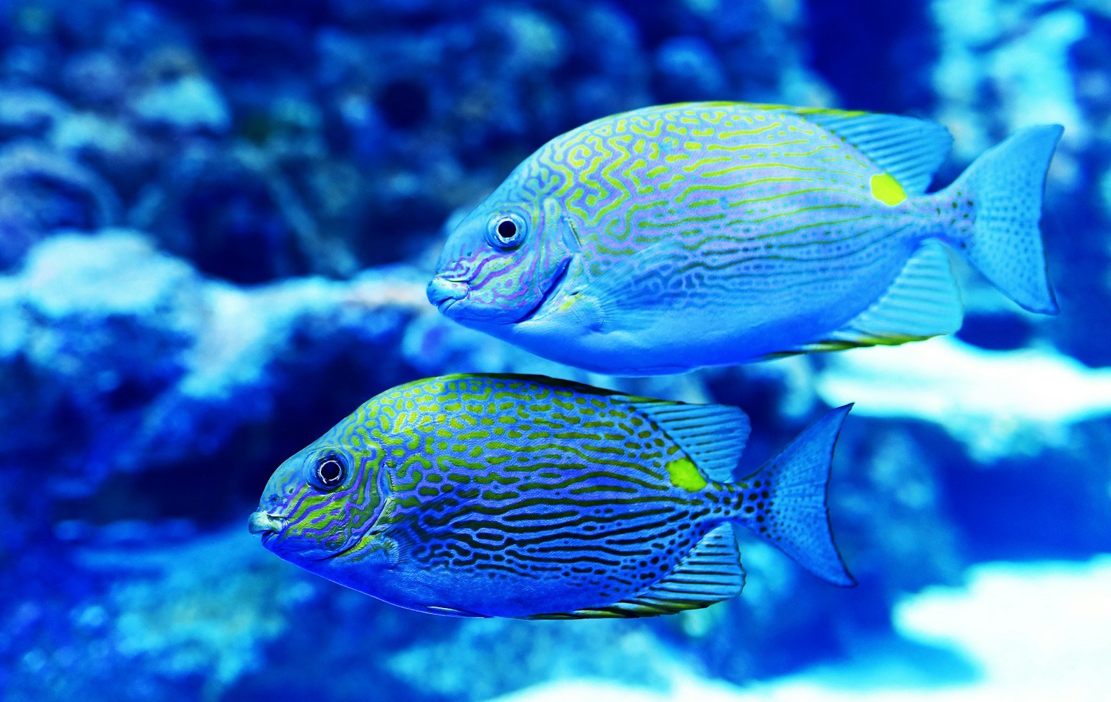 “上海海洋水族馆详细介绍” 上海海洋水族馆介绍三百字左右？