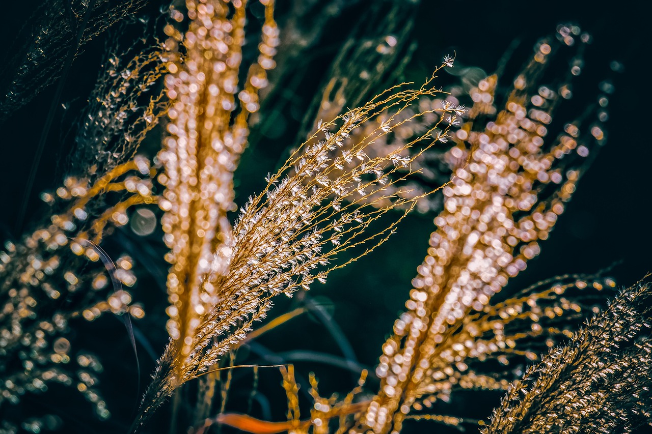【描写萤火虫的古诗/萤火虫诗句古诗大全】