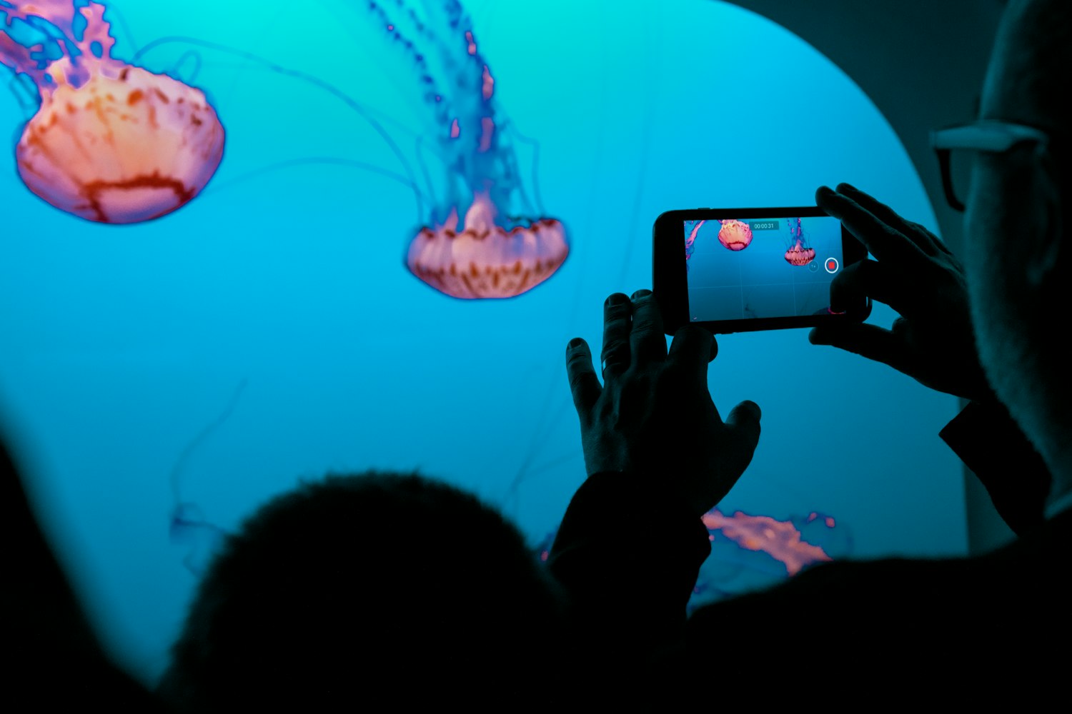上海海洋水族馆详细介绍.上海海洋水族馆在上海什么位置