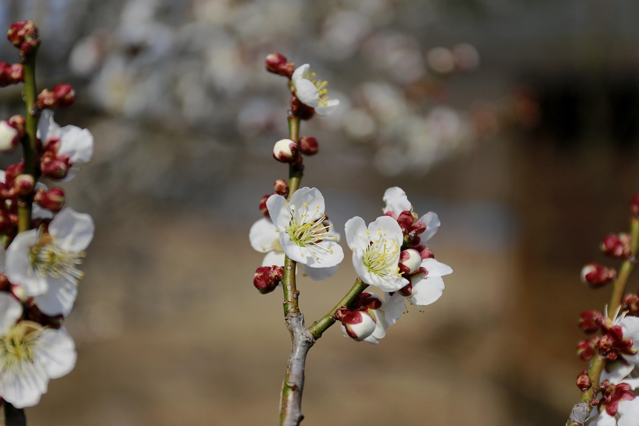 蒲公英妈妈、苍耳妈妈和豌豆妈妈靠什么传播种子？-植物妈妈蒲公英妈妈怎么传播种子