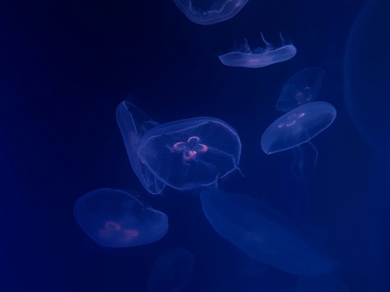 【前十最美丽的海洋生物/绝美海洋生物】