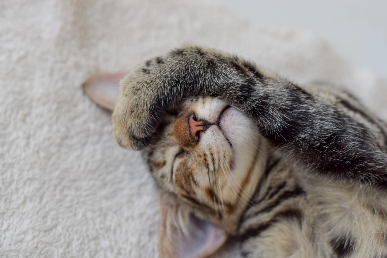 怎样让猫开心︰(怎样让猫开心起来)