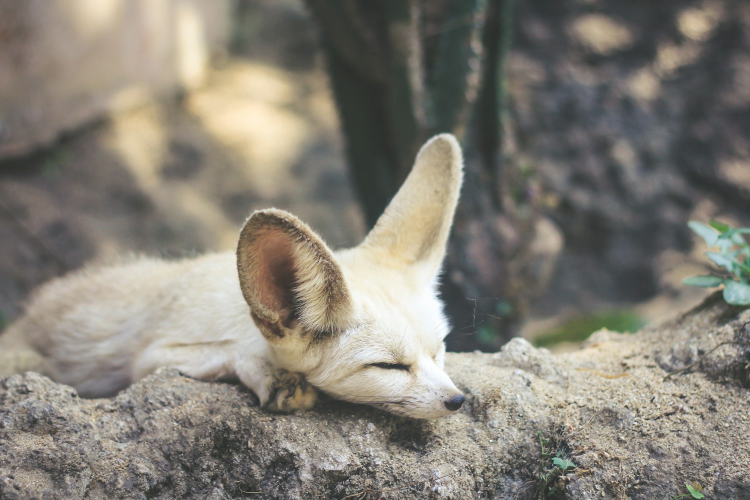 「世界上最厉害的前十犬科动物-」〃最厉害的犬科动物排名 「世界上最厉害的前十犬科动物-」〃最厉害的犬科动物排名