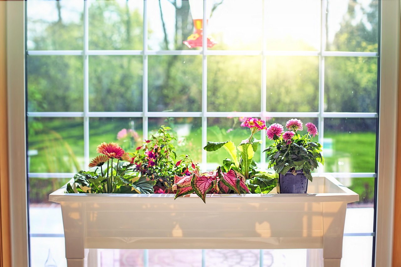 卧室适合养什么花和植物好,卧室适合养什么植物