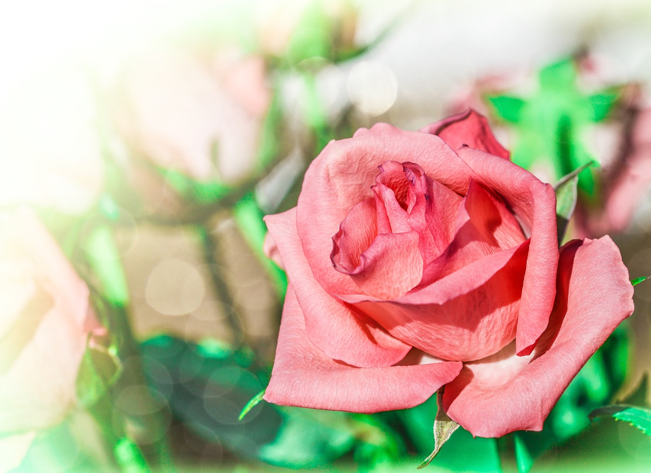 【玫瑰花的花语/玫瑰花的花语是什么】
