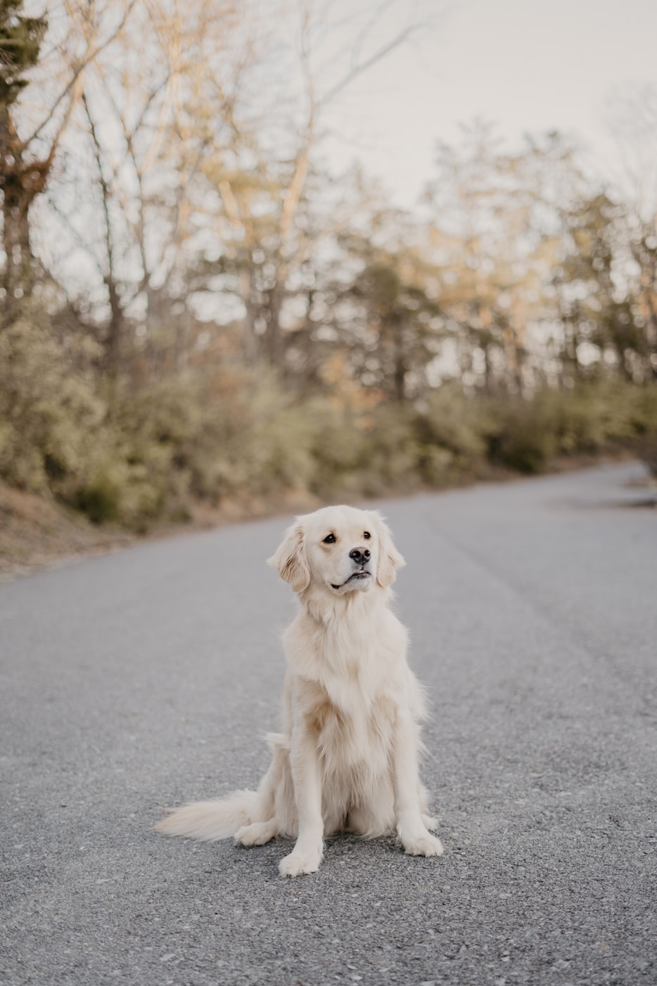 前十最小小型犬〃前十最小小型犬女狗