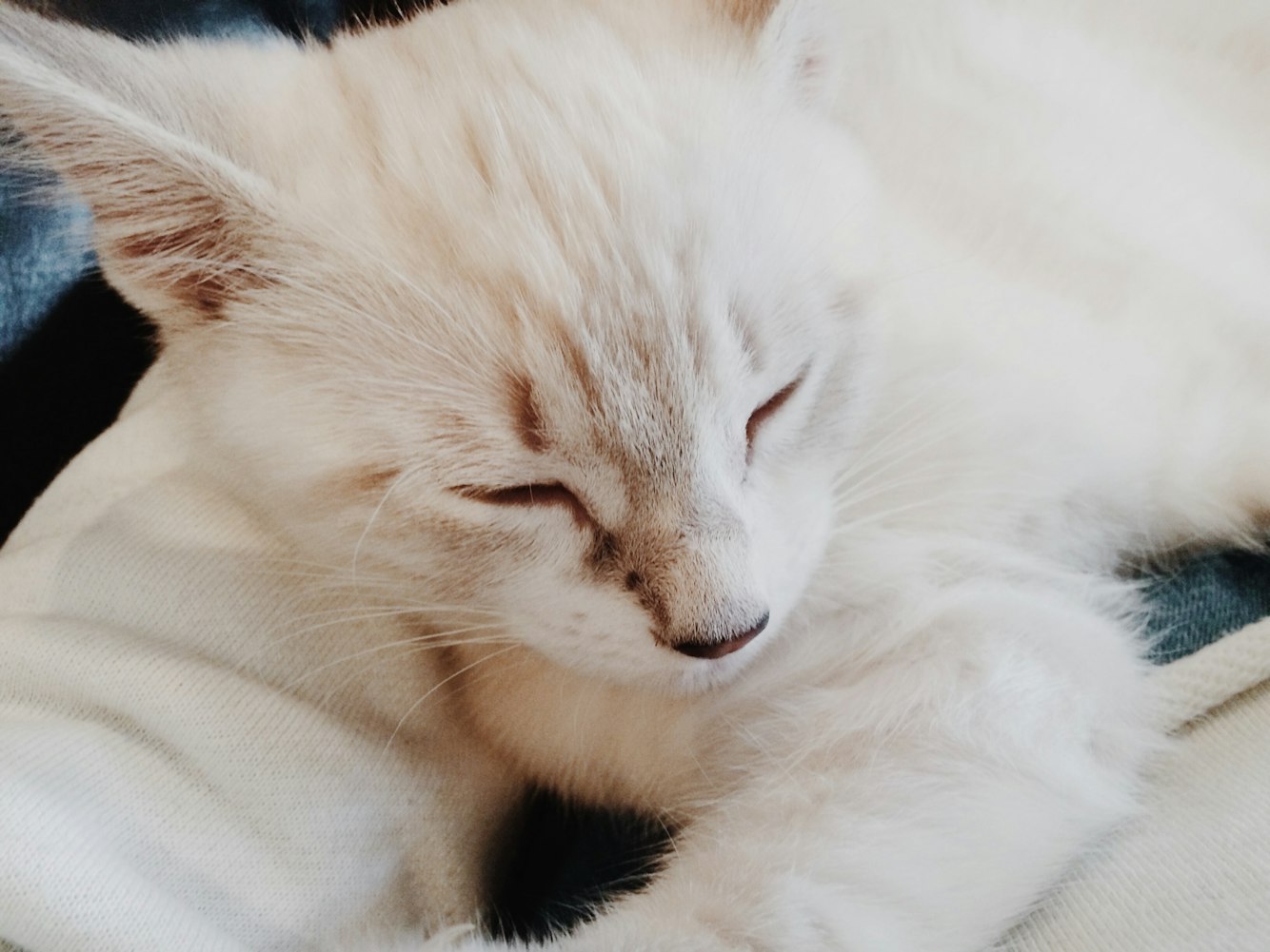 “大熊猫都可以拍彩色照片啦！想不想见识一下棕色大熊猫？” 大熊猫颜色？