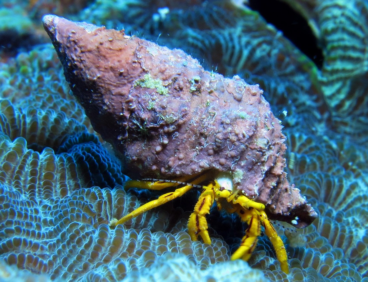 世界上的海洋生物有多少种-海洋有哪些生物