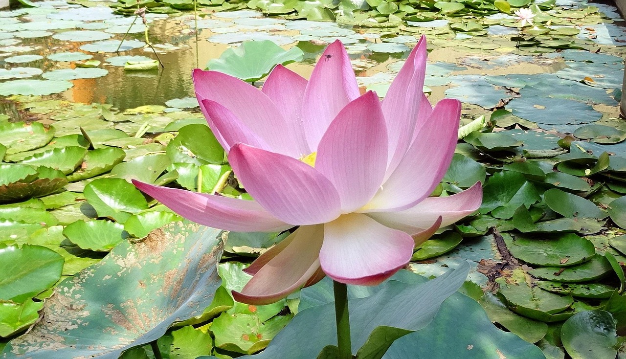 「舌尖上的植物学难考吗」〃舌尖上的植物学答案