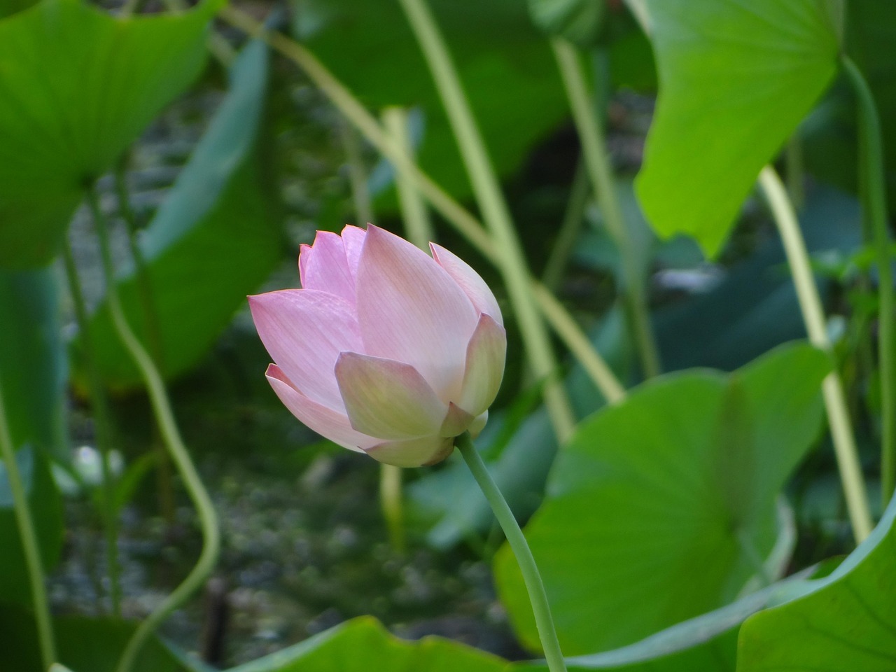 【植物拓染后如何不掉色/植物拓染后如何不掉色呢】