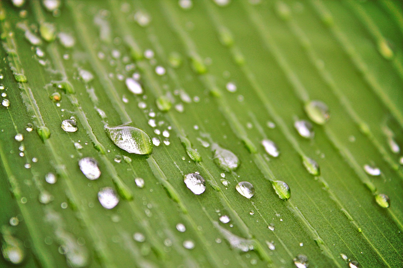 「植物和动物的区别是什么」〃动物和植物有哪些相同的特点