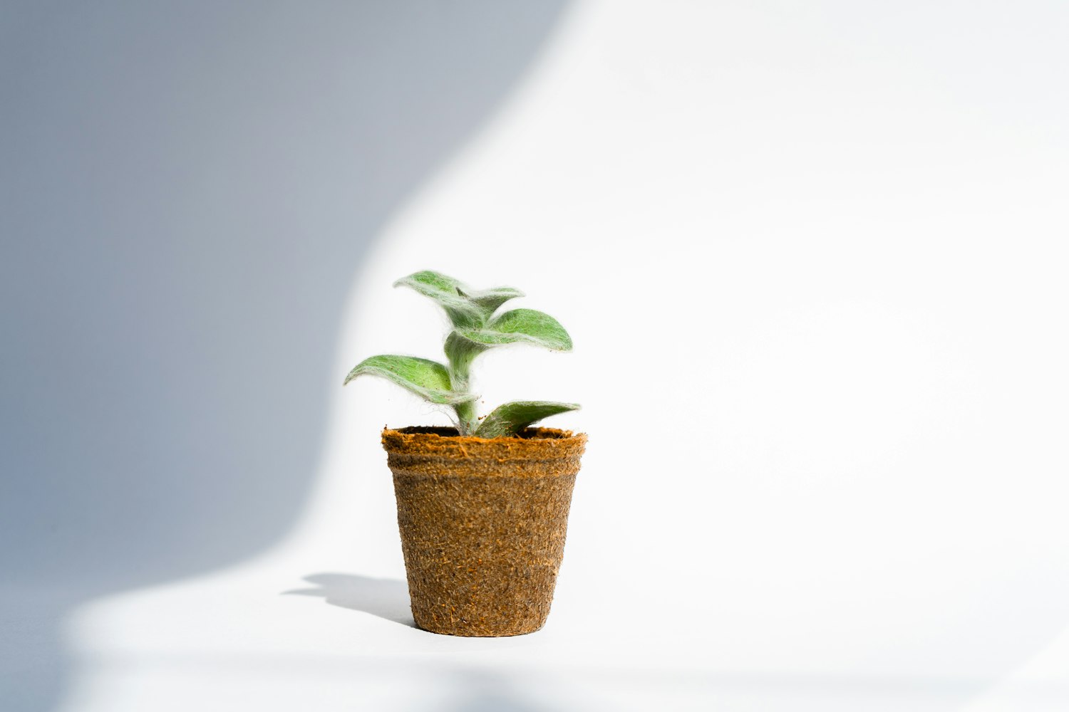60种盆栽植物名称︰(盆栽植物排名榜前十名)