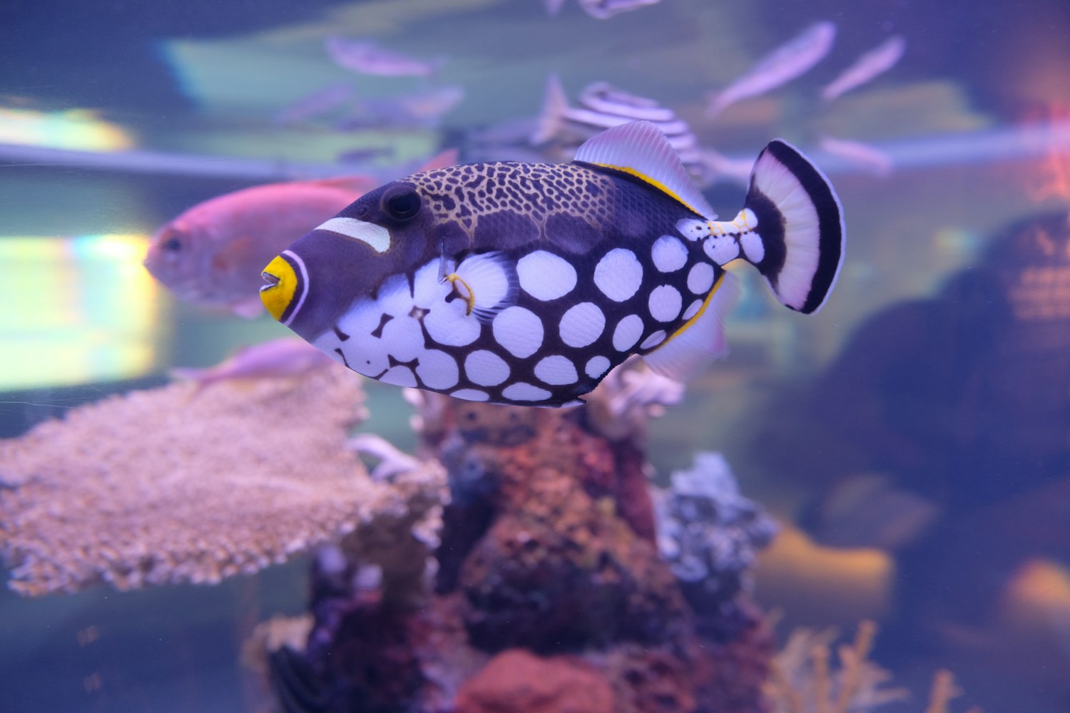 海洋生物的名字,海洋生物的名字百科全书