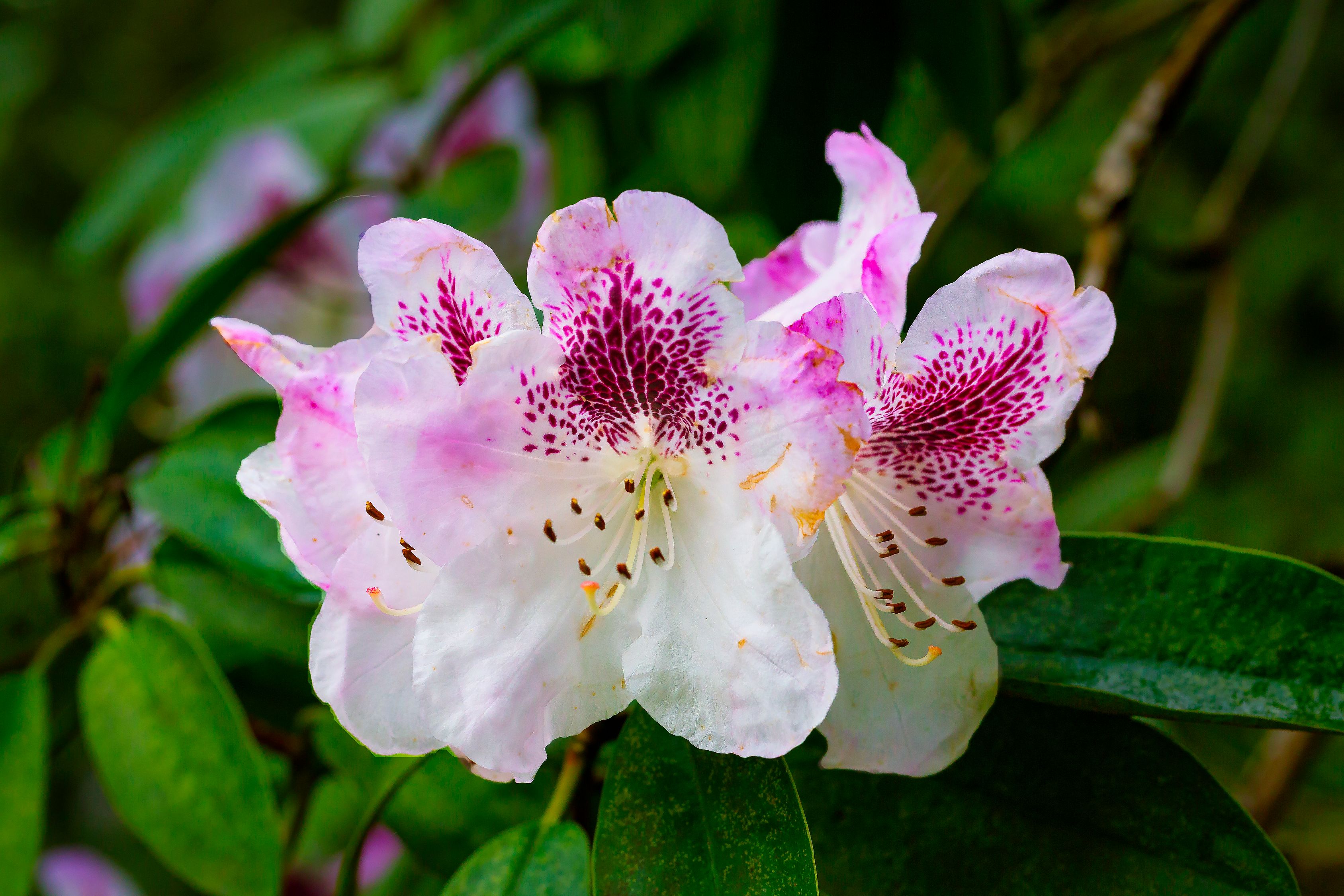 「世界上有毒的而美丽的花排名。」〃世界上最有毒的花