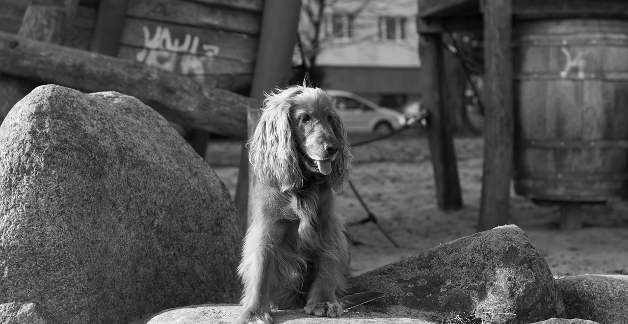 世界大名犬都有哪些？.世界前十名犬有哪些
