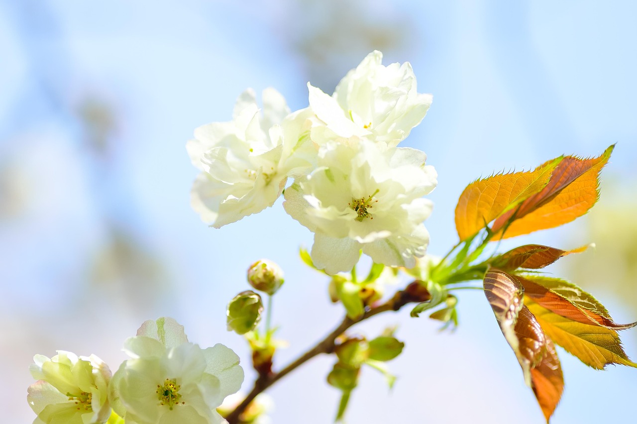 桃树和桃花树一样吗?,桃树和桃树能混栽吗 桃树和桃花树一样吗?,桃树和桃树能混栽吗