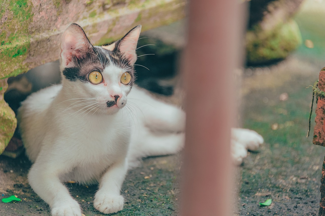 比较好养的猫前十名是什么？.比较好养的猫是什么品种